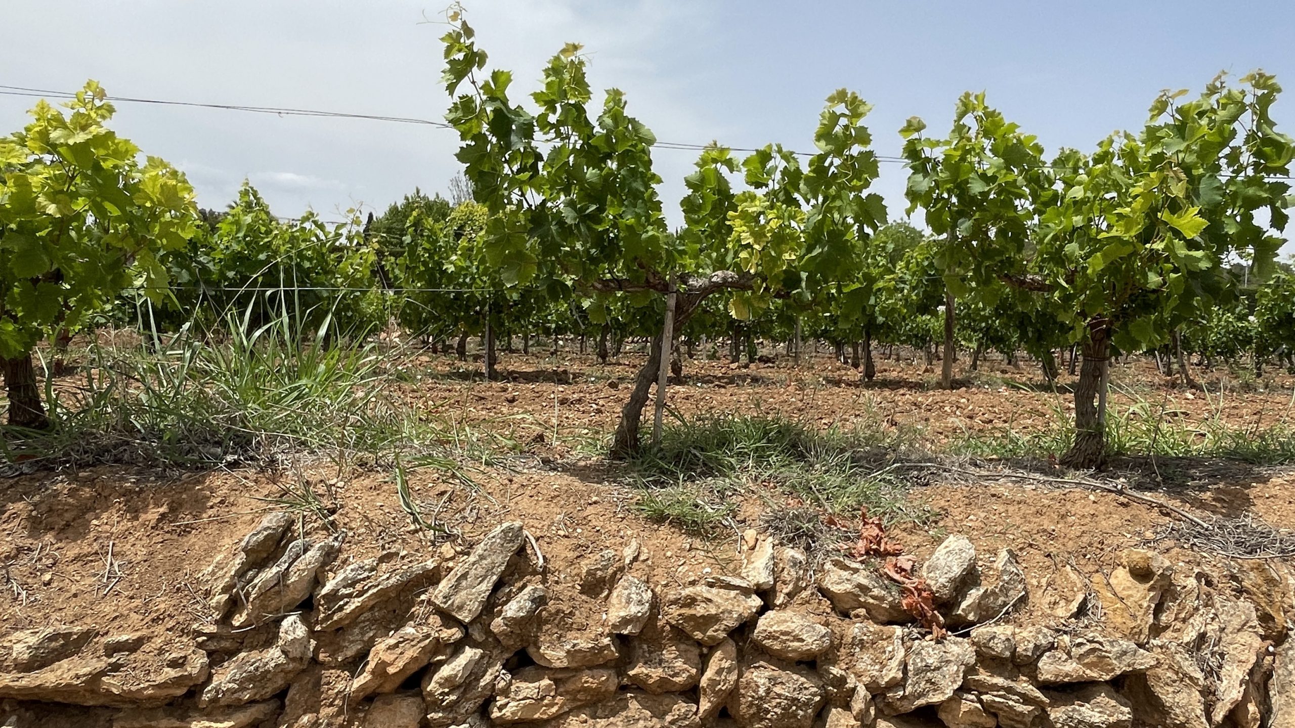Celler M de Alejandría in Teulada - www.experienciascostablanca.com