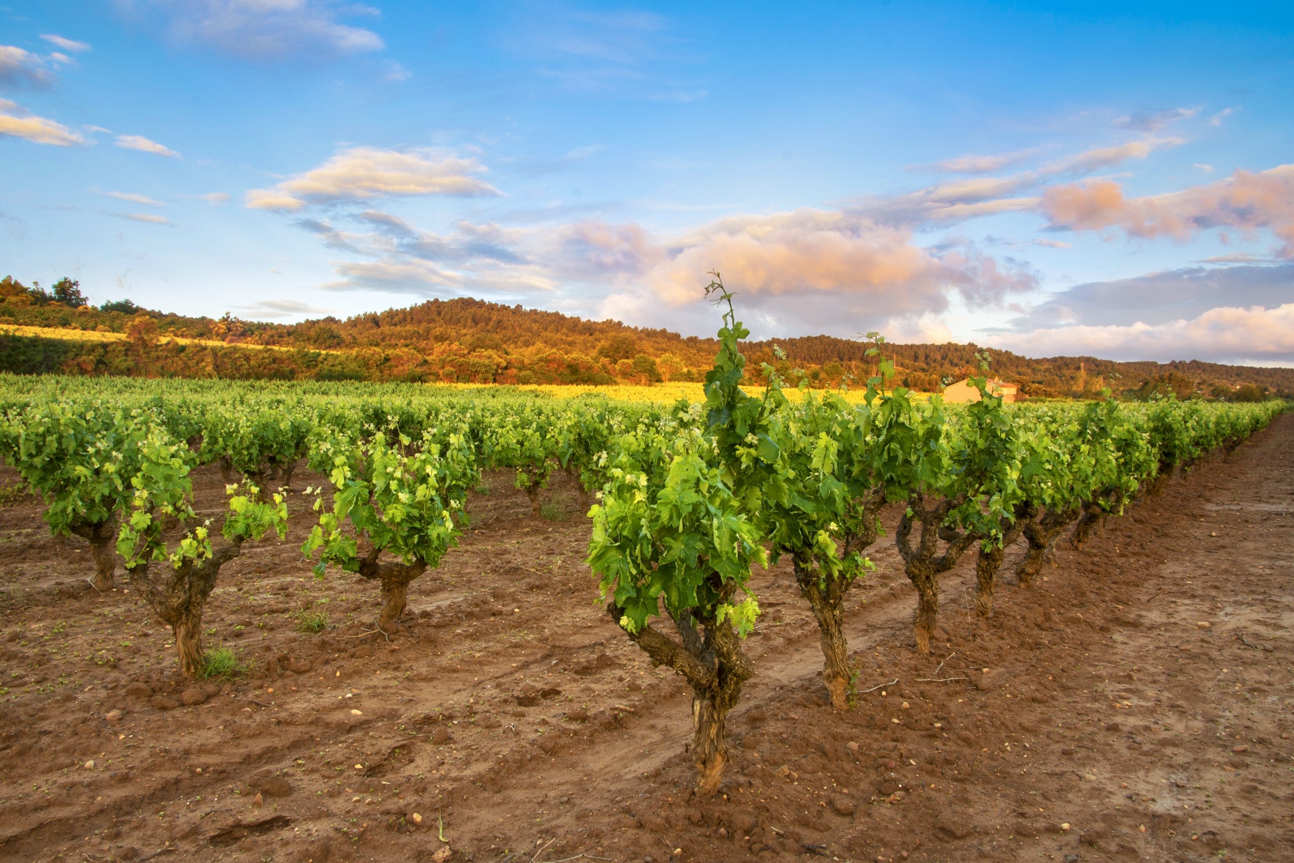 History of wine in the Marina Alta - Costa Blanca by www.experienciascostablanca.com - Foto: Freepik