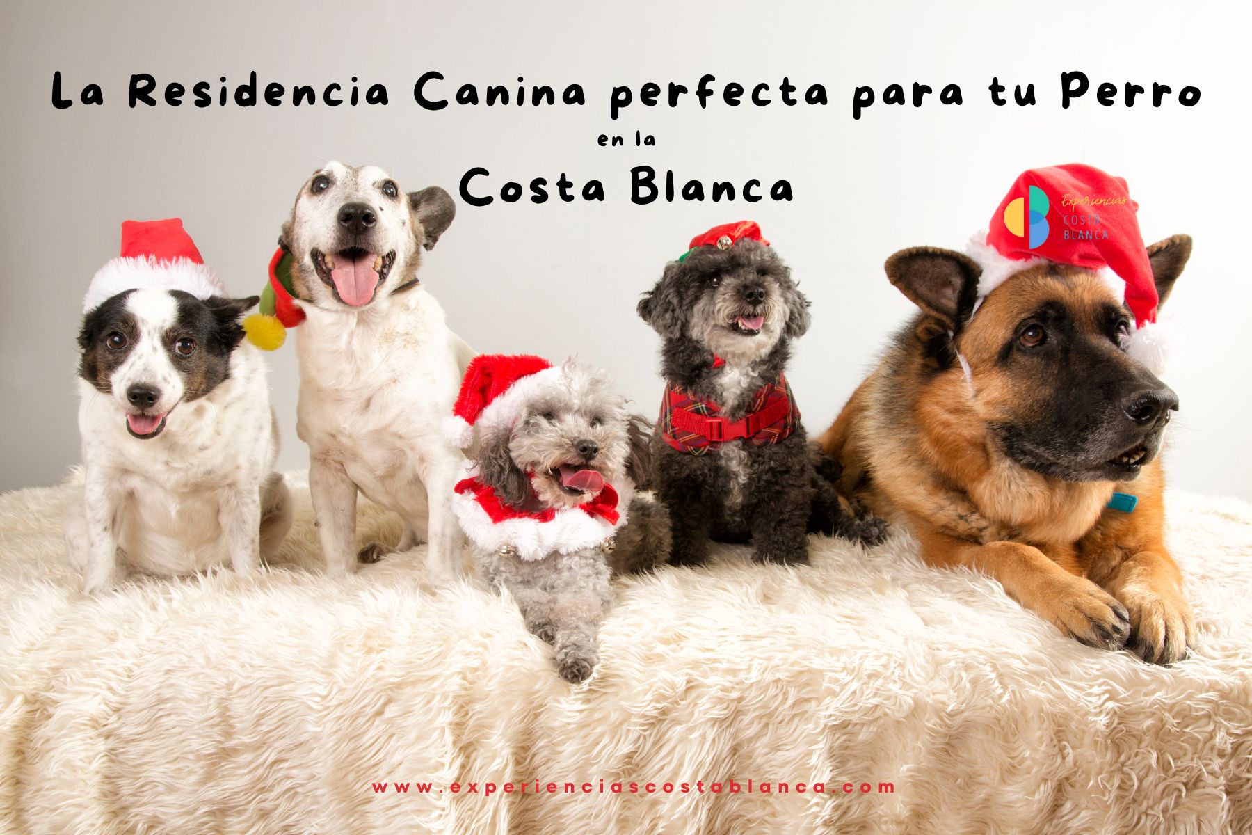 Hondenopvang aan de Costa Blanca - www.experienciaascostablanca.com