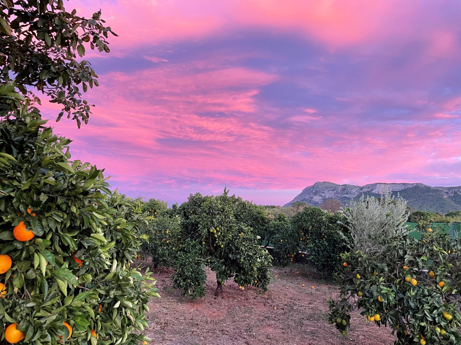 5 redenen om een sinaasappelboomgaard aan de Costa Blanca te bezoeken - www.experienciascostablanca.com