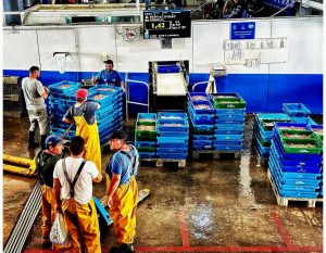 Things to Do in Calpe in One Day: Sea, Nature, History and Gastronomy 🦩Imagen from the Fishermen's brotherhood of Calpe - www.experienciascostablanca.com