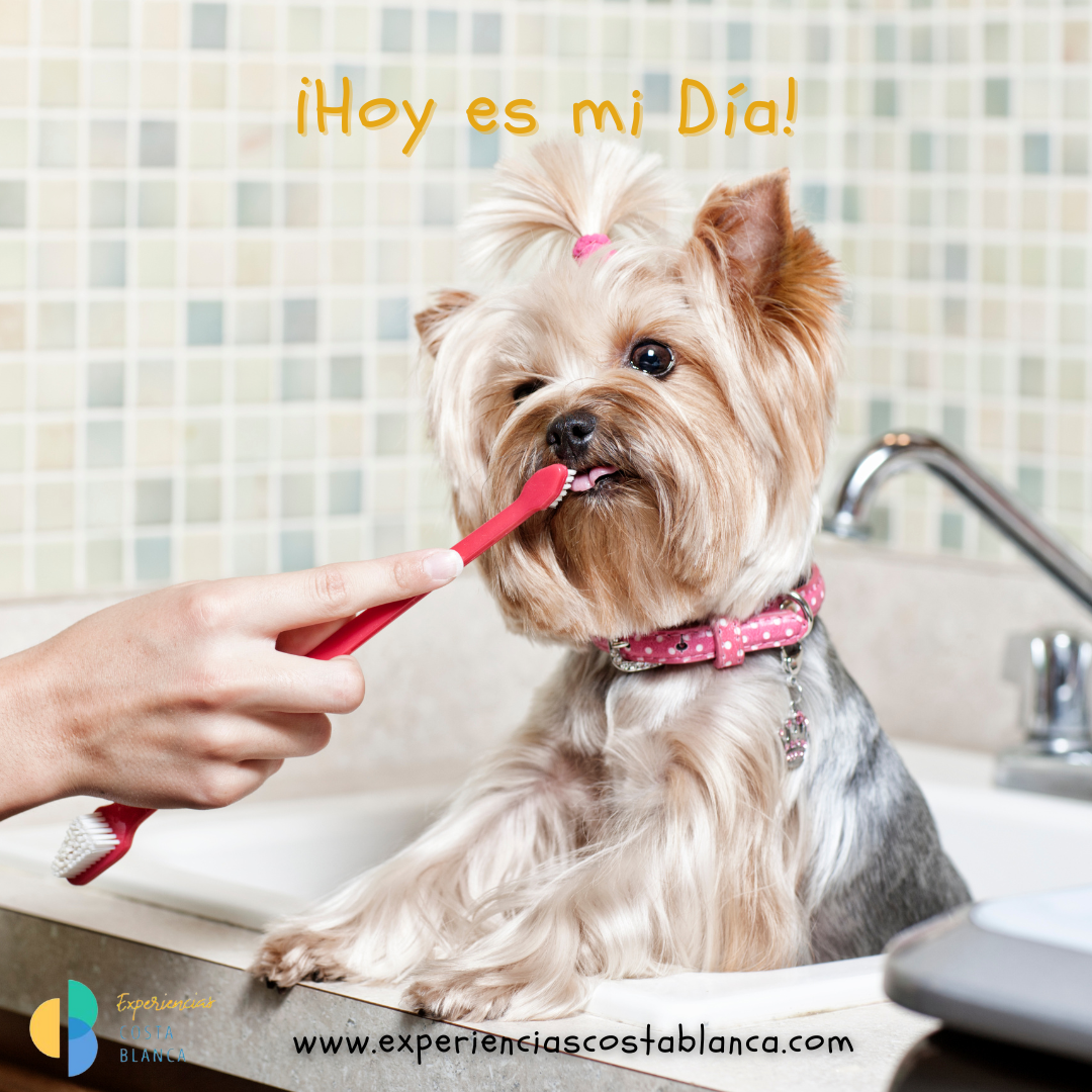 Je moet op reis zonder je hond - Vind de perfecte hondenkennel aan de Costa Blanca - www.experienciascostablanca.com