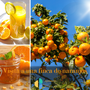 Sustainable Tourism: 13 Responsible experiences offered by Experiencias Costa Blanca 🌍♻️ Turismo sostenible: 13 Experiencias responsables que ofrece Experiencias Costa Blanca - www.experienciascostablanca.com