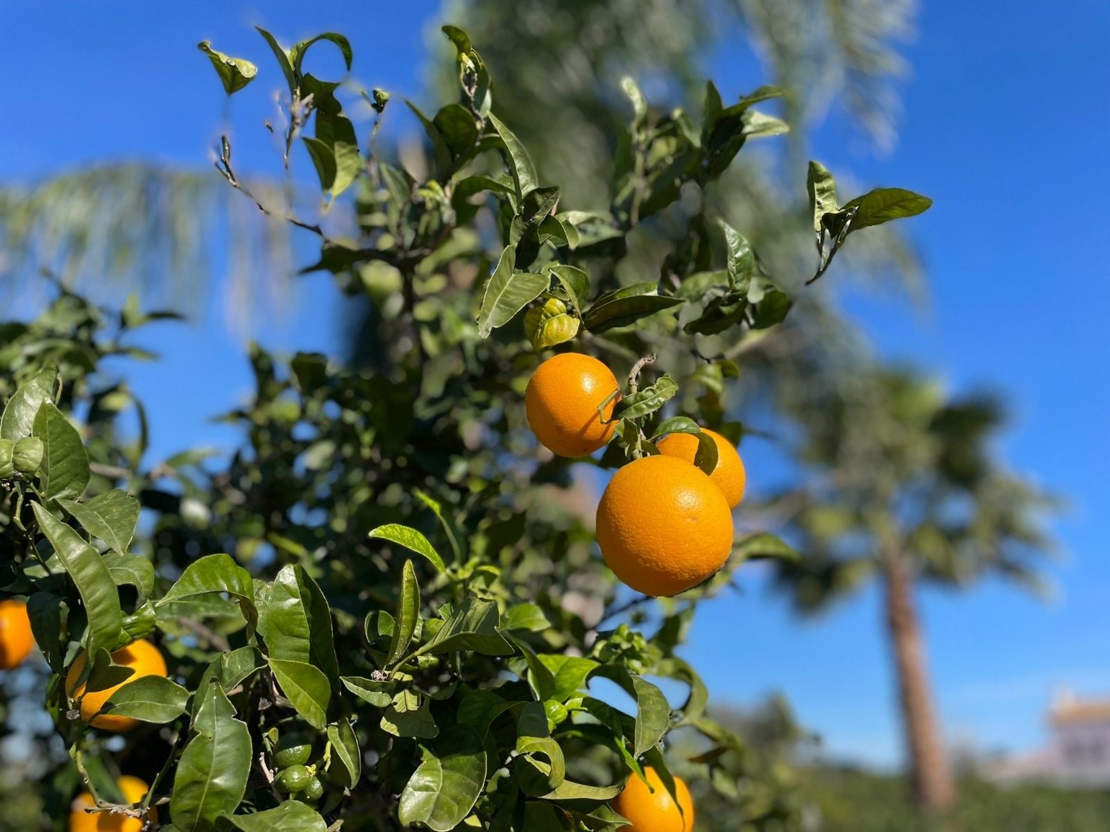 Bezoek een sinaasappelboomgaard met al uw zintuigen aan de Costa Blanca - www.experienciascostablanca.com