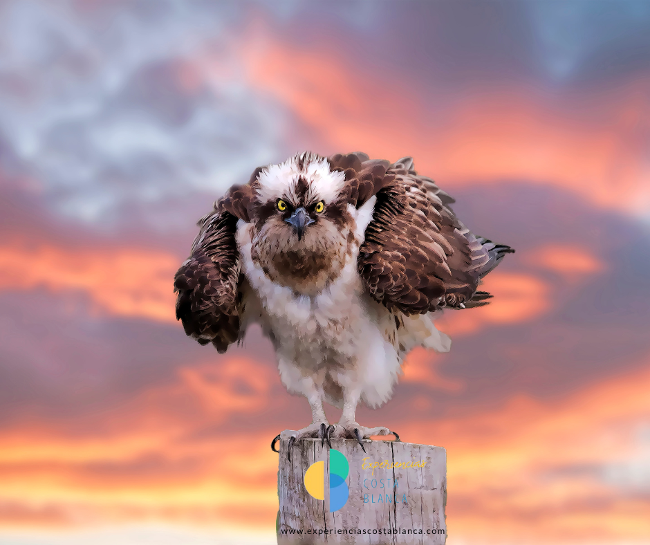 Vogels spotten en vogels spotten aan de Costa Blanca: een unieke ervaring - 9 ideale bestemmingen - Met: www.experienciascostablanca.com