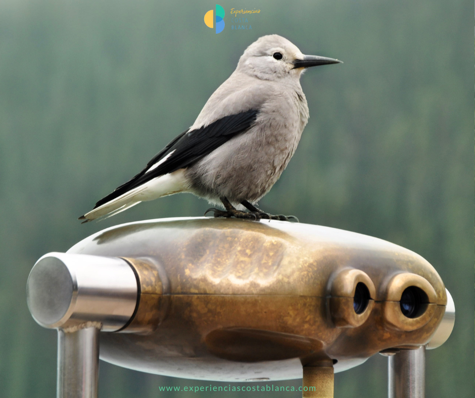 Vogels spotten aan de Costa Blanca: een unieke ervaring - 9 ideale bestemmingen - Met: www.experienciascostablanca.com