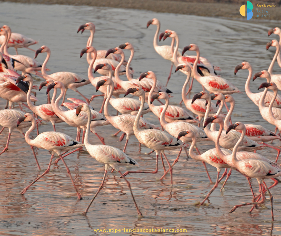 Vogels spotten en vogels spotten aan de Costa Blanca: een unieke ervaring - 9 ideale bestemmingen - Met: www.experienciascostablanca.com