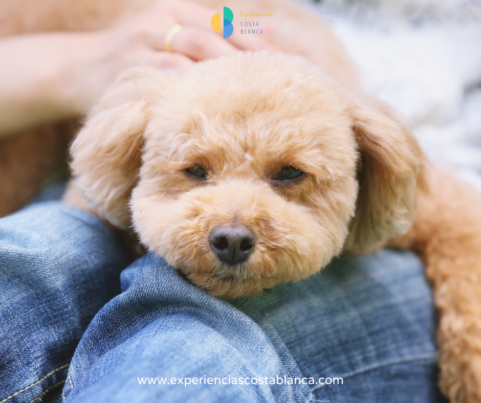 1 de cada 4 familias disfruta de la compañía de un Perro en la Costa Blanca y Comunidad Valenciana - Paraíso para tu mejor amigo - www.experienciascostablanca.com