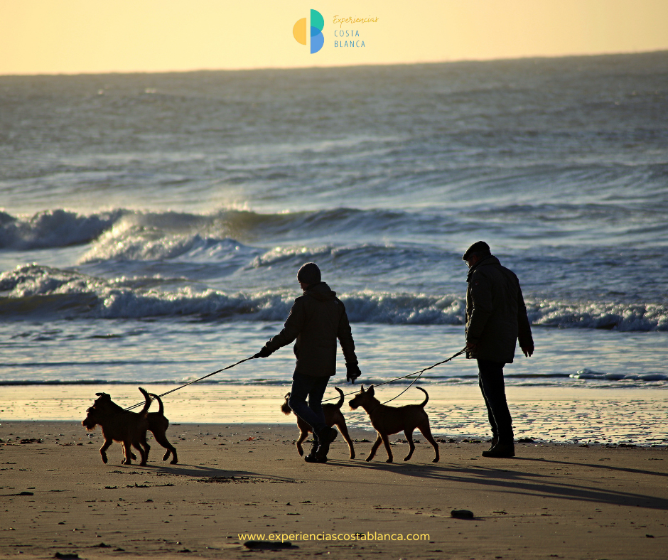 1 de cada 4 familias disfruta de la compañía de un Perro en la Costa Blanca y Comunidad Valenciana - Paraíso para tu mejor amigo - www.experienciascostablanca.com