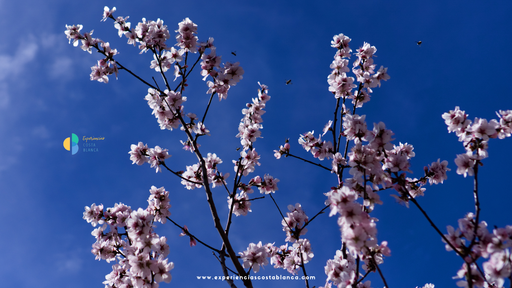 El espectáculo de la floración de los almendros en la Costa Blanca - www.experienciascostablanca.com