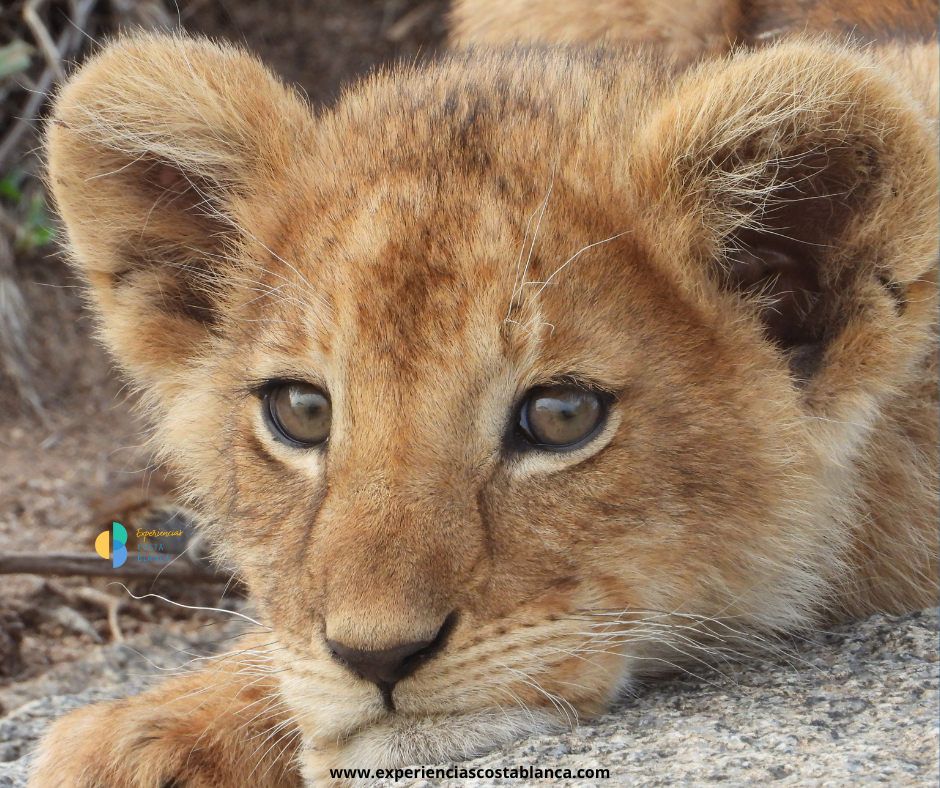 6 Parques con animales en la Costa Blanca y Valencia que harán sonreír a toda la familia - www.experienciascostablanca.com