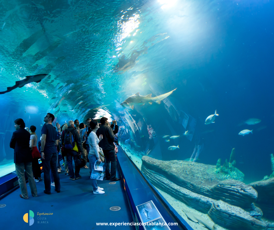 6 Parques con animales en la Costa Blanca y Valencia que harán sonreír a toda la familia - www.experienciascostablanca.com