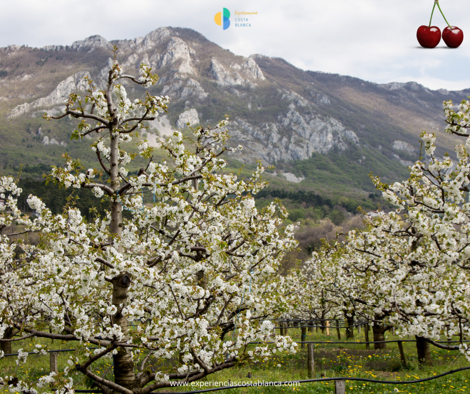 Los cerezos están en flor en la Vall de Gallinera - Costa Blanca - www.experienciascostablanca.com