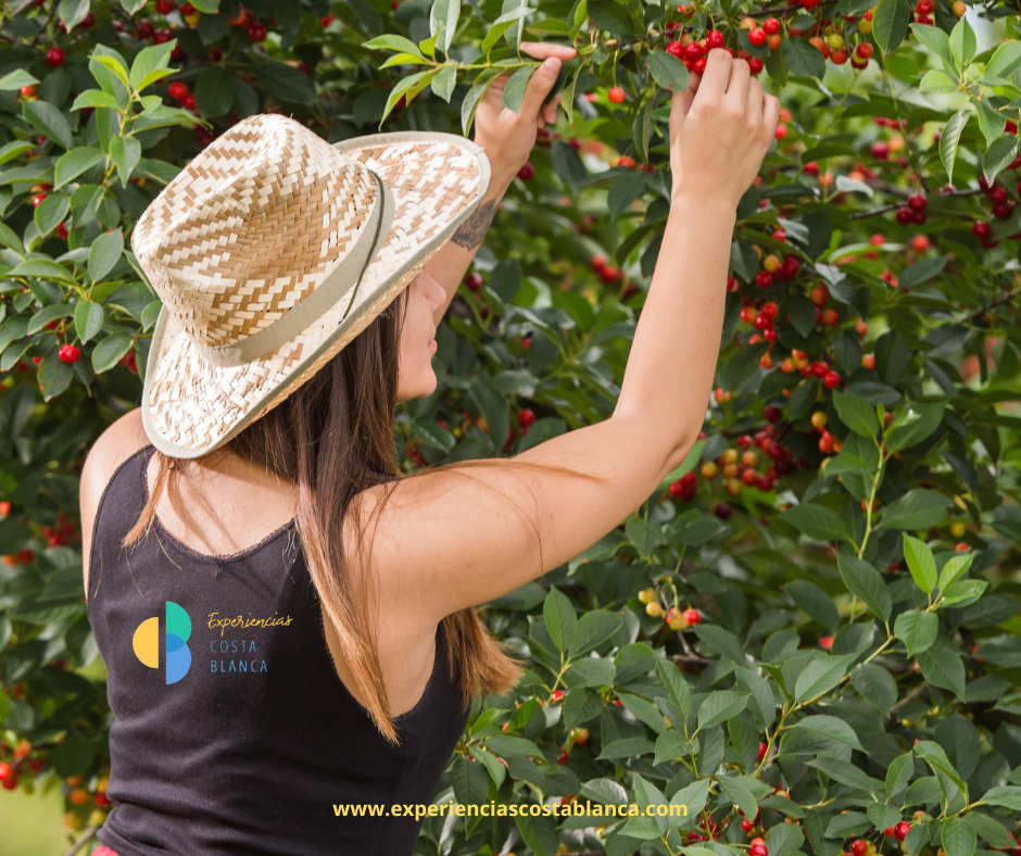 Fiesta de la Cereza 2025 en La Carroja: 9 de junio, un día para saborear la Vall de Gallinera - www.experienciascostablanca.com