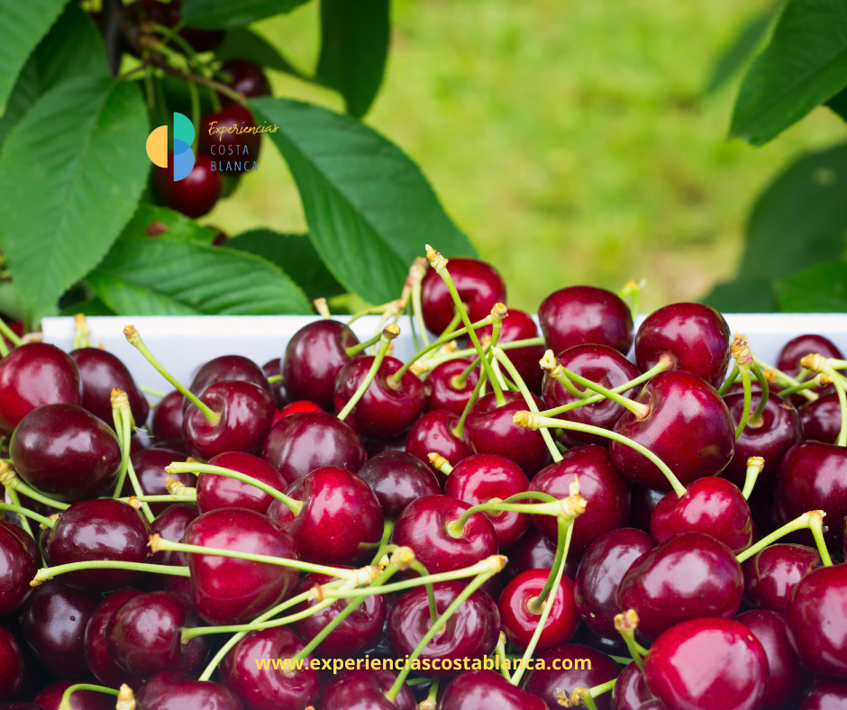 Fiesta de la Cereza 2025 en La Carroja: 9 de junio, un día para saborear la Vall de Gallinera - www.experienciascostablanca.com