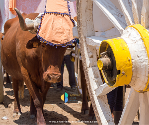 33 Vuelta en Carro a la Provincia de Alicante del 28 de junio al 5 de julio 2025 - www.experienciascostablanca.com