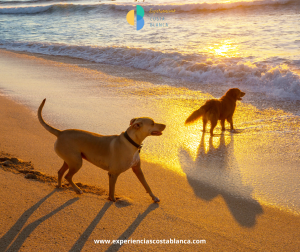 Las 10 Playas para Perros en la Costa Blanca: Pet friendly Alicante: www.experienciascostablanca.com