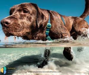 Las 10 Playas para Perros en la Costa Blanca: Pet friendly Alicante: www.experienciascostablanca.com