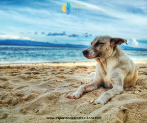 Las 10 Playas para Perros en la Costa Blanca: Pet friendly Alicante: www.experienciascostablanca.com