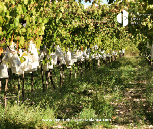Do you know the Wine Route Alicante – Costa Blanca?🍷🍇 ¿Conoces la Ruta del Vino de Alicante-Costa Blanca? INFO: www.experienciascostablanca.com