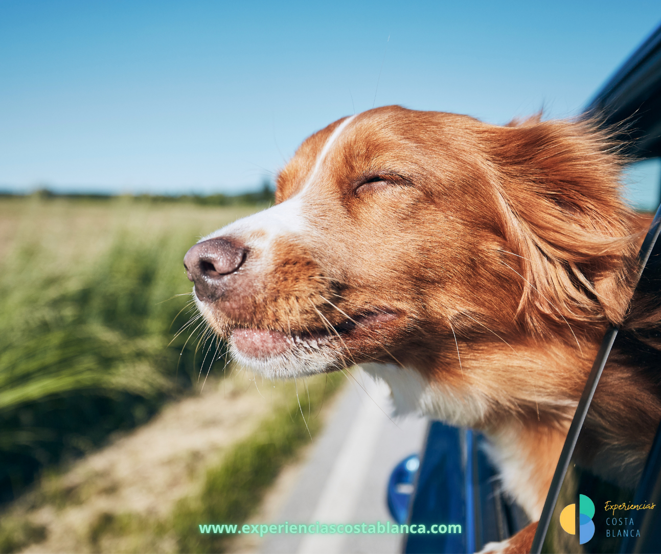 Vacaciones 2025: ¿Quién se va sin su perro? ¡Nadie! - www.experienciascostablanca.com