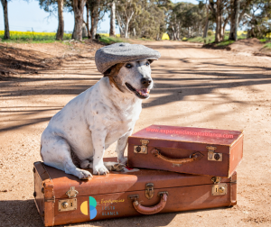 Vacaciones 2025: ¿Quién se va sin su perro? ¡Nadie! - www.experienciascostablanca.com