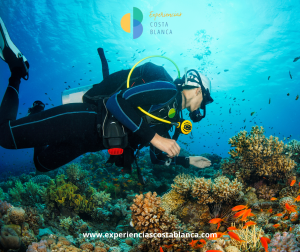 The 7 Best Diving Spots on the Costa Blanca – Alicante :Los 7 mejores lugares para bucear en la Costa Blanca - Alicante 🤿 BOOK: www.experienciascostablanca.com