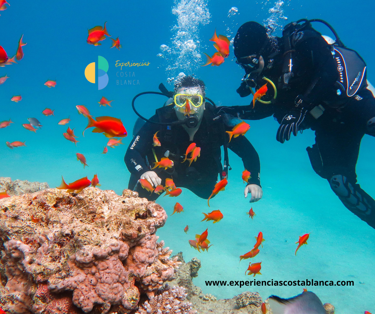 The 7 Best Diving Spots on the Costa Blanca-Alicante : Los 7 mejores lugares para bucear en la Costa Blanca - Alicante 🤿 BOOK: www.experienciascostablanca.com The 7 Best Diving Spots on the Costa Blanca-Alicante : Los 7 mejores lugares para bucear en la Costa Blanca - Alicante 🤿 BOOK: www.experienciascostablanca.comLos 7 mejores lugares para bucear en la Costa Blanca - Alicante 🤿 BOOK: www.experienciascostablanca.com