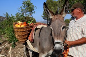 Paseo con Burros por los pueblos y valles de la Costa Blanca - www.experienciascostablanca.com - Imagen de EcoburroPark