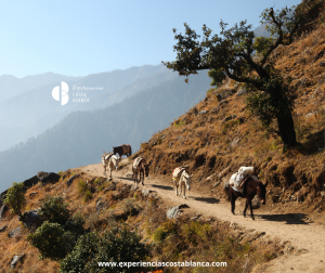 Paseo con Burros por los 8 pueblos de la Vall de Gallinera o hasta el Vall de Laguar - www.experienciascostablanca.com
