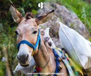Paseo con Burros por los pueblos y valles de la Costa Blanca - www.experienciascostablanca.com
