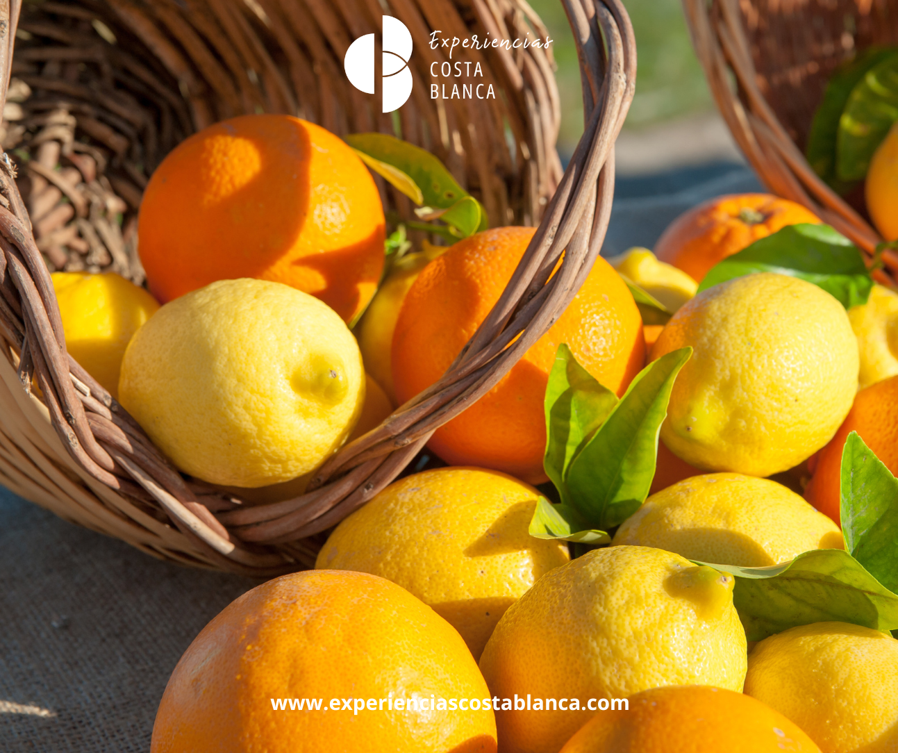Citrus fruits from Costa Blanca-Alicante: A taste of History and pure Vitamin 🍊🌞 Los cítricos de la Costa Blanca-Alicante: Historia y pura Vitamina - www.experienciascostablanca.com