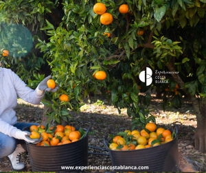 Sabores de casa: los productos kilómetro 0 de la Marina Alta y Marina Baixa - www.experienciascostablanca.com