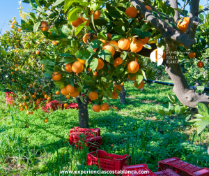 Los cítricos de la Costa Blanca-Alicante: Historia y pura Vitamina - www.experienciascostablanca.com