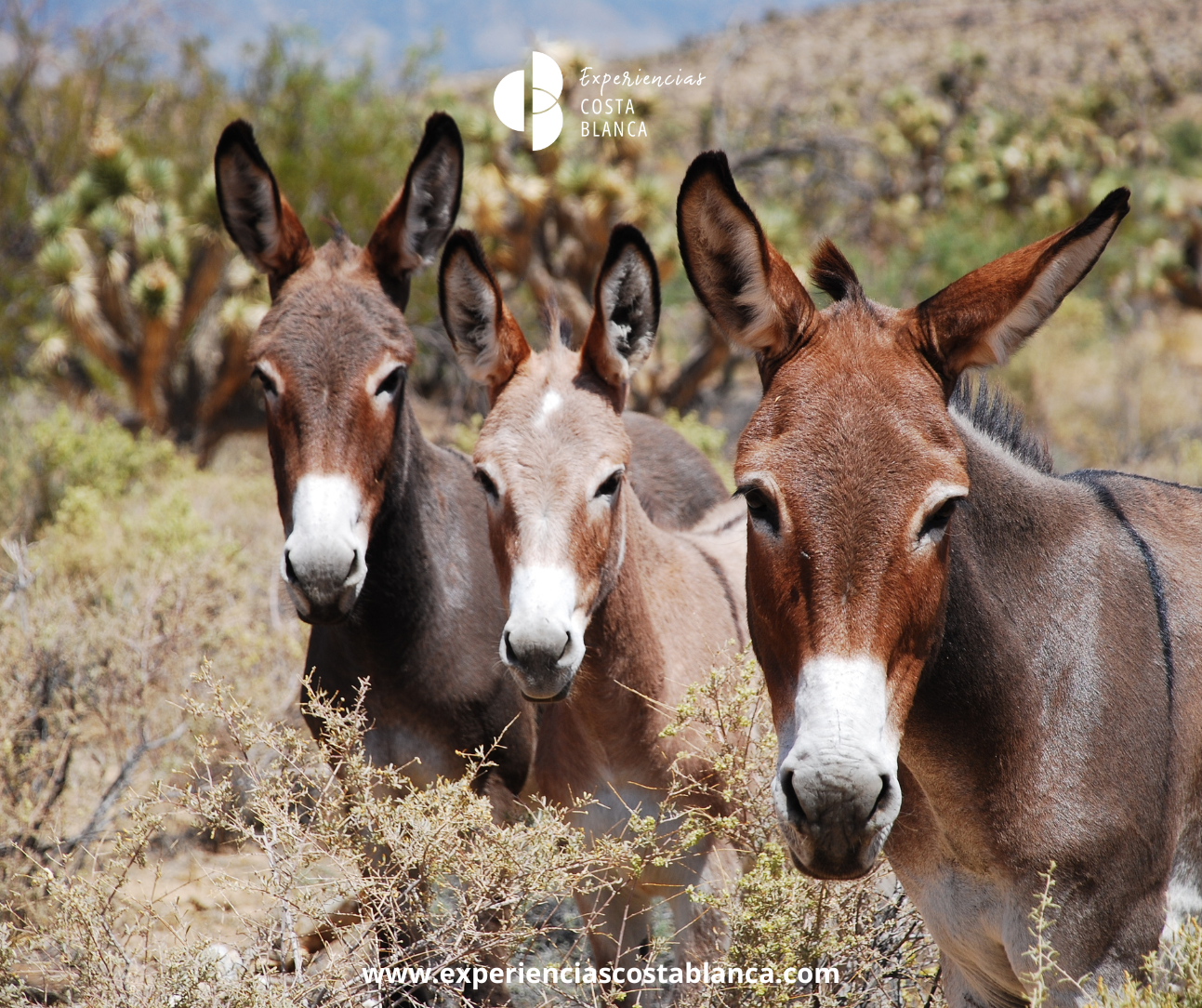 Donkey Trekking through the Villages and Valleys of Costa Blanca 🌸🫏 Paseo con Burros por los 8 pueblos de la Vall de Gallinera o hasta el Vall de Laguar - www.experienciascostablanca.com