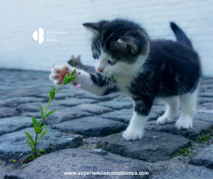 Fira i Porrat de Sant Antoni de Benissa 2026: Tradición y Cultura del 16 al 25 de enero - www.experienciascostablanca.com