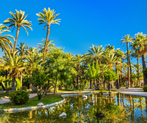 Elche y sus palmerales en la Costa Blanca - Alicante. www.experienciascostablanca.com