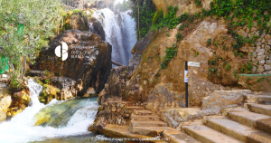Nispero en la Costa Blanca: La Fruta mas deliciosa y sana de la Primavera 🍊www.experienciascostablanca.com