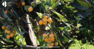 Nispero en la Costa Blanca: La Fruta mas deliciosa y sana de la Primavera 🍊www.experienciascostablanca.com