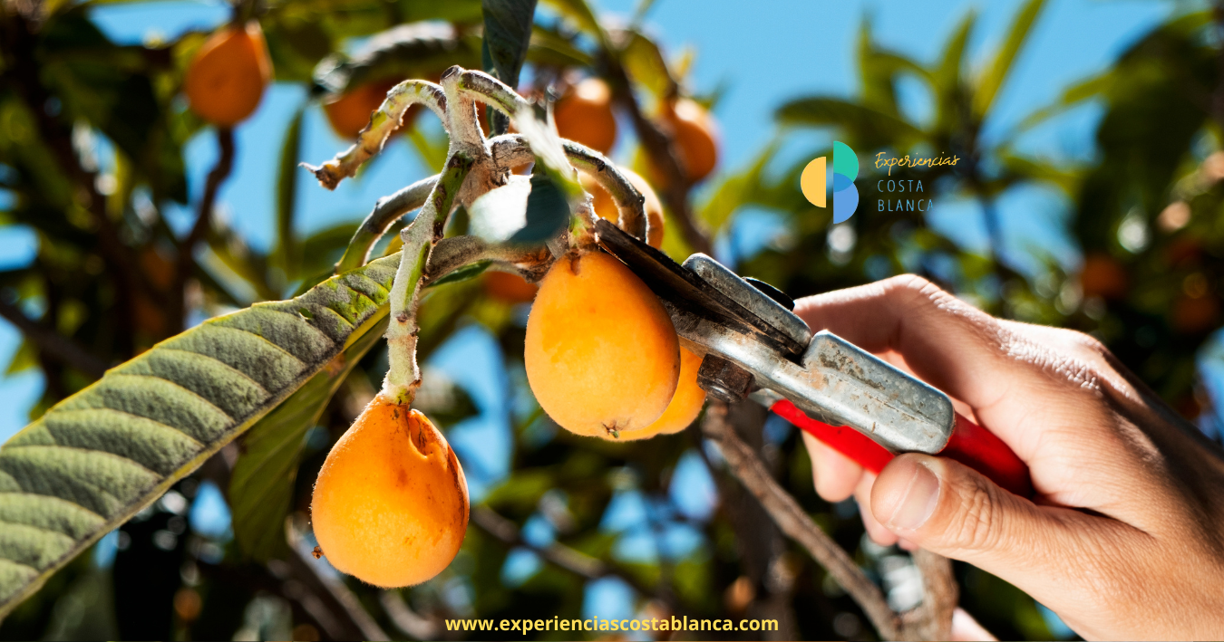 Loquat on the Costa Blanca: The most delicious and healthy Fruit of Spring 🍊 Nispero en la Costa Blanca: La Fruta mas deliciosa y sana de la Primavera 🍊www.experienciascostablanca.com