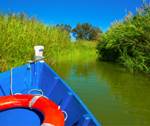 Authentic Valencia: Albufera Tour with Boat Ride and Paella Showcooking 🦩🥘Valencia auténtica: Albufera, paseo en barca y Paella Showcooking🦩🥘 www.experienciascostablanca.com