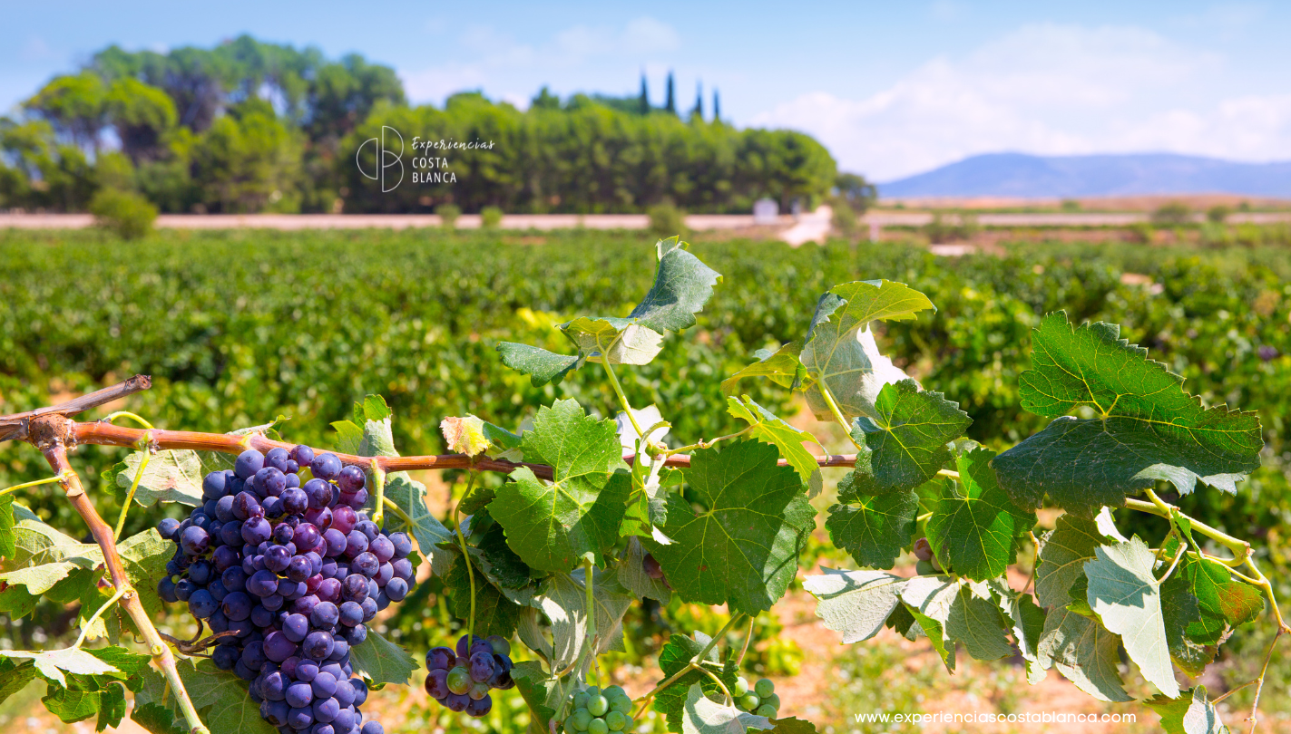 Autumn Getaways on the Costa Blanca-Alicante: Villages with Wineries and local Flavours 🍷🍂 www.experienciascostablanca.com
