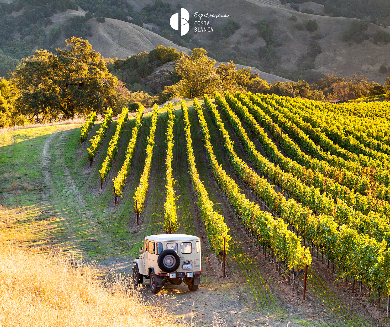 Wine Taxi on the Costa Blanca: Visit Alicante’s Wineries without Driving 🍷🚗 Taxi del Vino en la Costa Blanca: Disfruta de las bodegas sin conducir 🍷🚕 www.experienciascostablanca.com