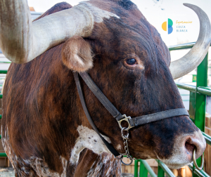 Cocentaina All Saints’ Fair 2026: Traditions and Local Flavours in Inland Alicante 🍂🏰www.experienciascostablanca.com